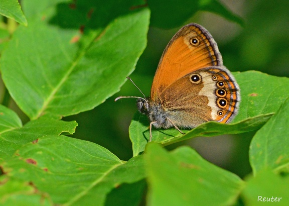 Weißbindiges Wiesenvögelchen (Coenonympha arcania)
